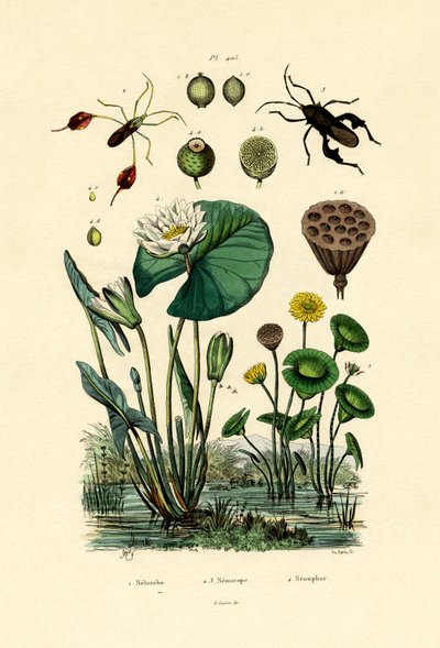 神圣的莲花，1833年至1939年 作者 French School